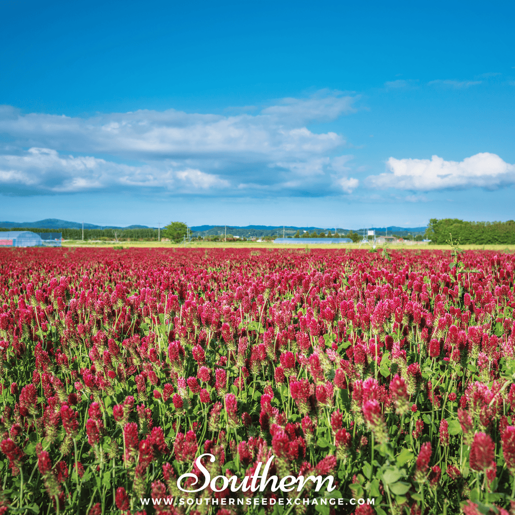 Crimson “Dixie” Clover – 1,000 Seeds