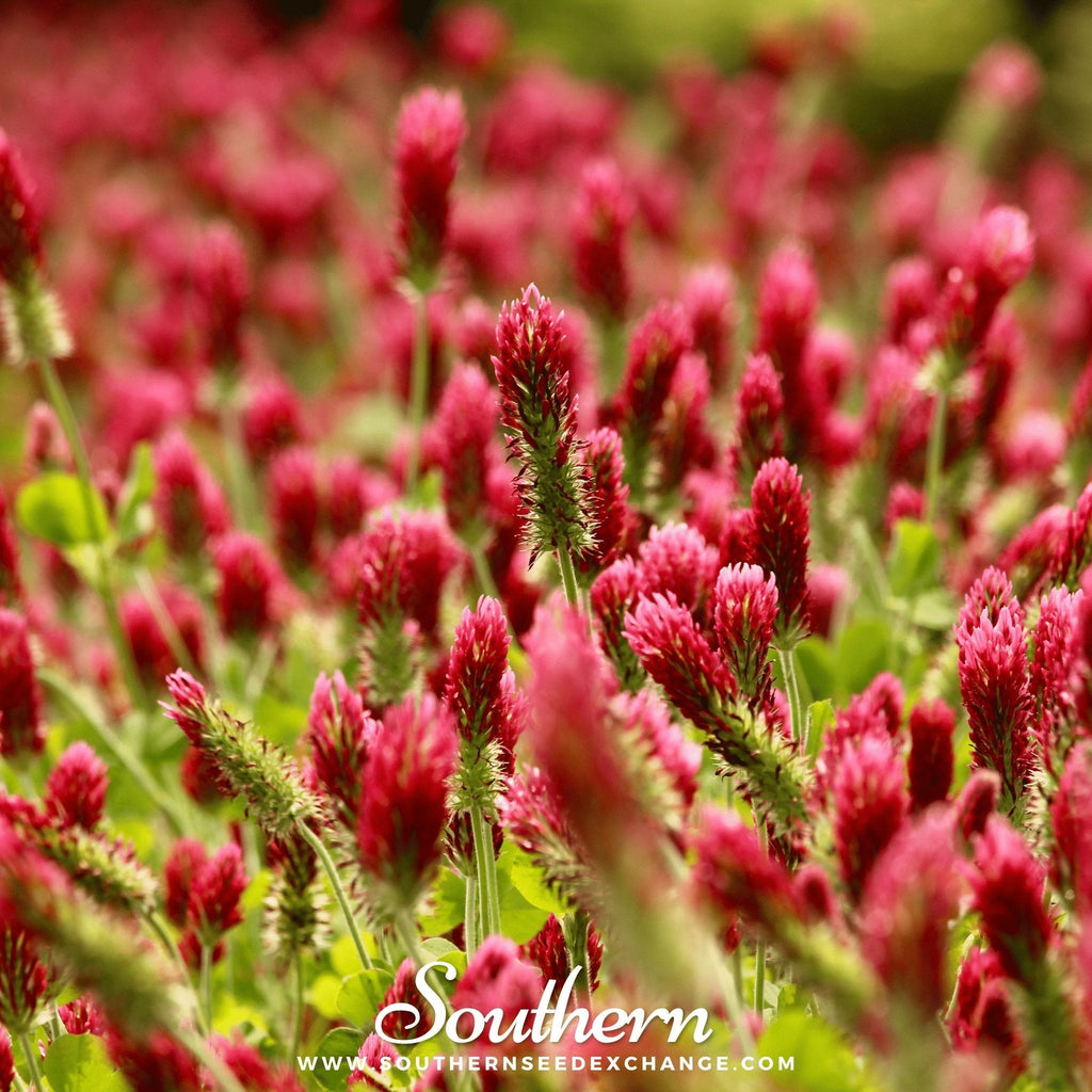 Crimson “Dixie” Clover – 1,000 Seeds