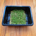 Clover