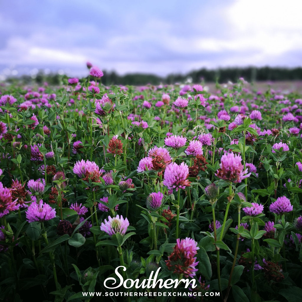 Red Clover – 200 Seeds