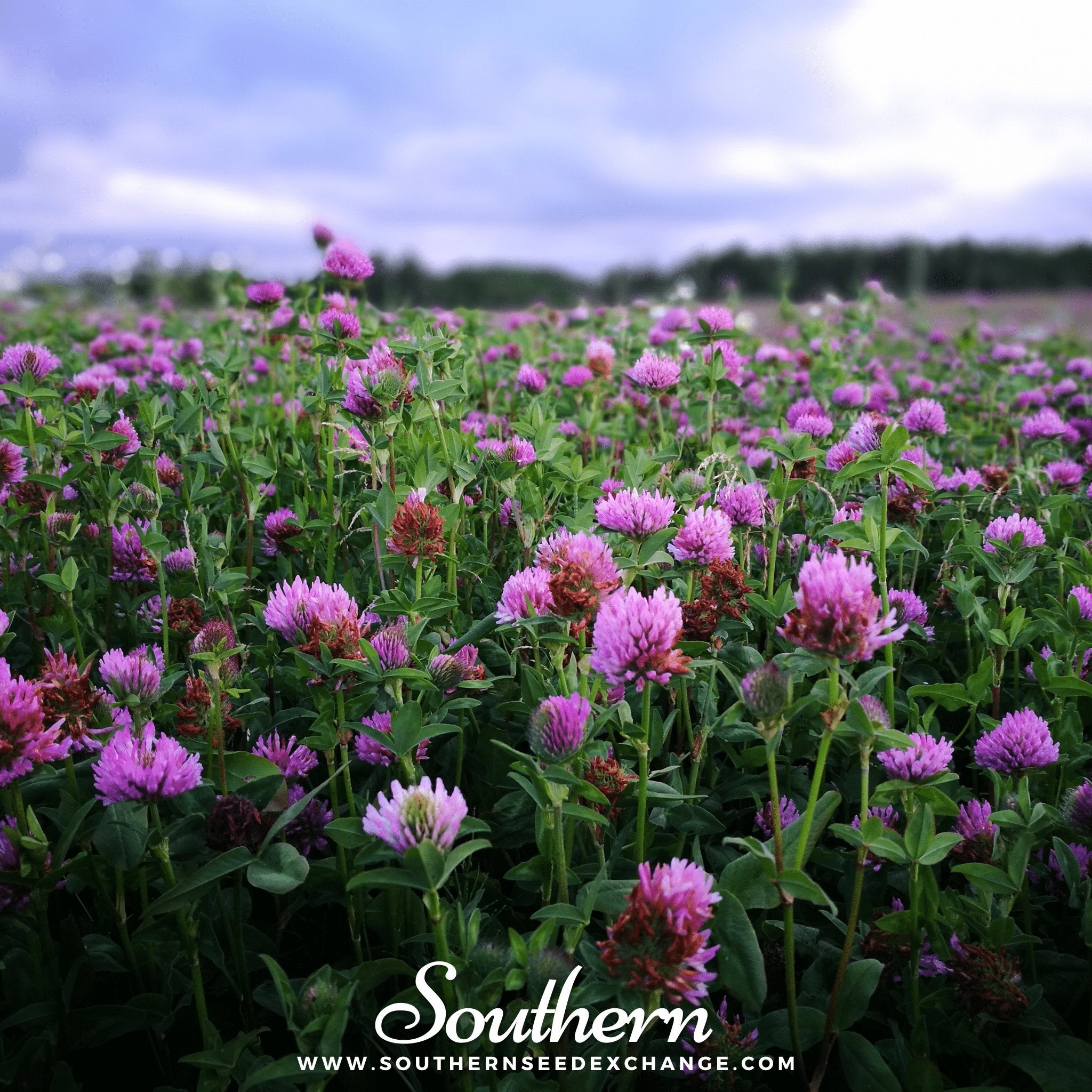 Red Clover – 200 Seeds