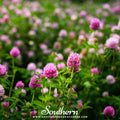 Red Clover Seeds 200 | Perennial Cover Crop for Soil Improvement & Pollinators | Trifolium pratense