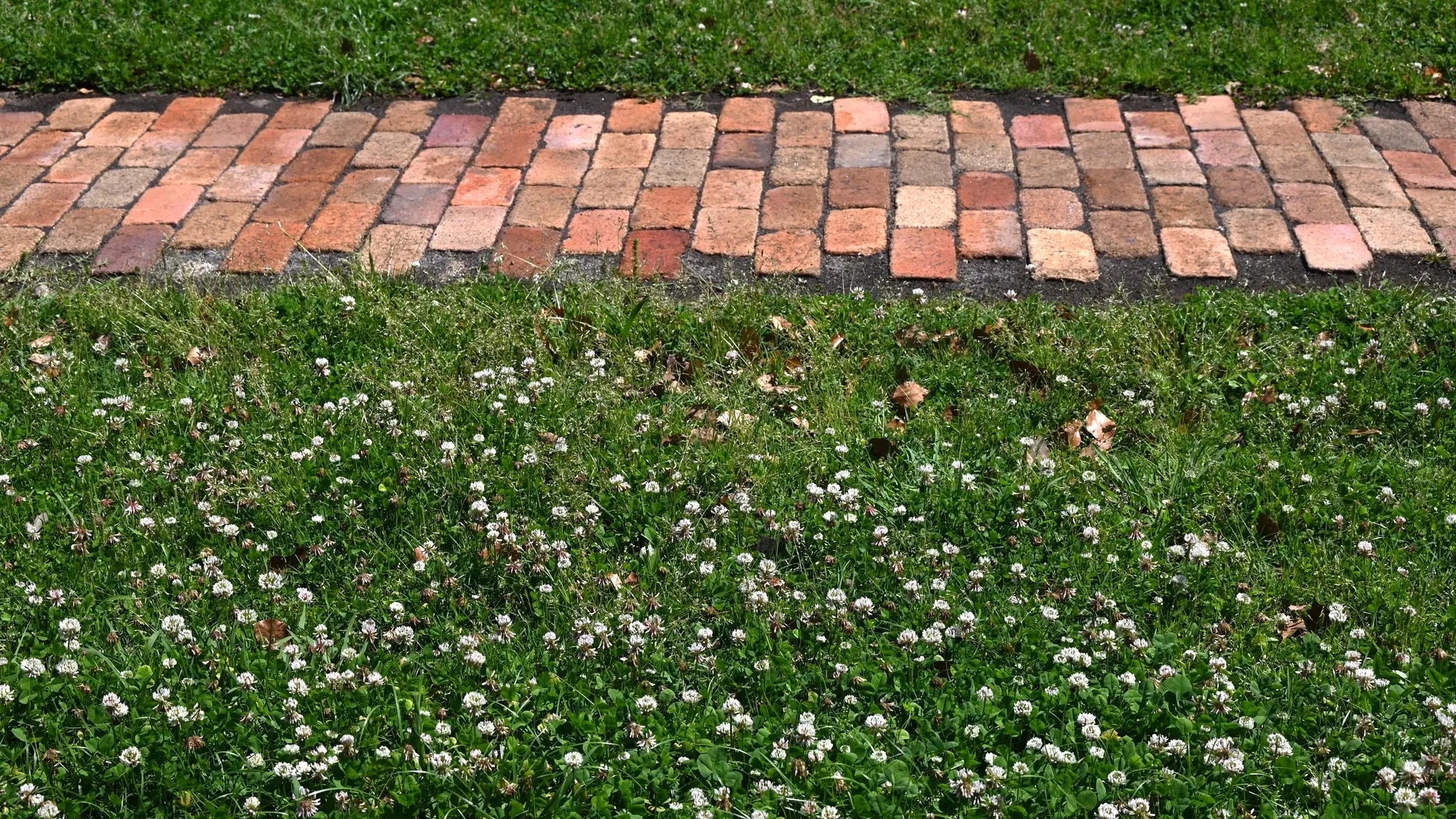 Low Grow™ No-Mow Lawn Mix – Clover & Low-Maintenance Grass Alternative