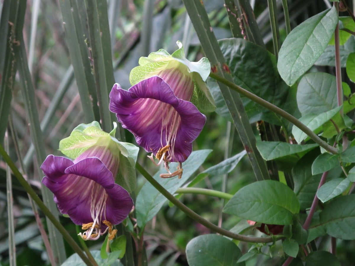 Cobaea Scandens Vine 10 Seeds, Cup & Saucer Climber, Cathedral Bells
