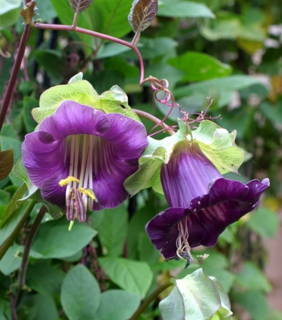 Cobaea Scandens Vine 10 Seeds, Cup & Saucer Climber, Cathedral Bells