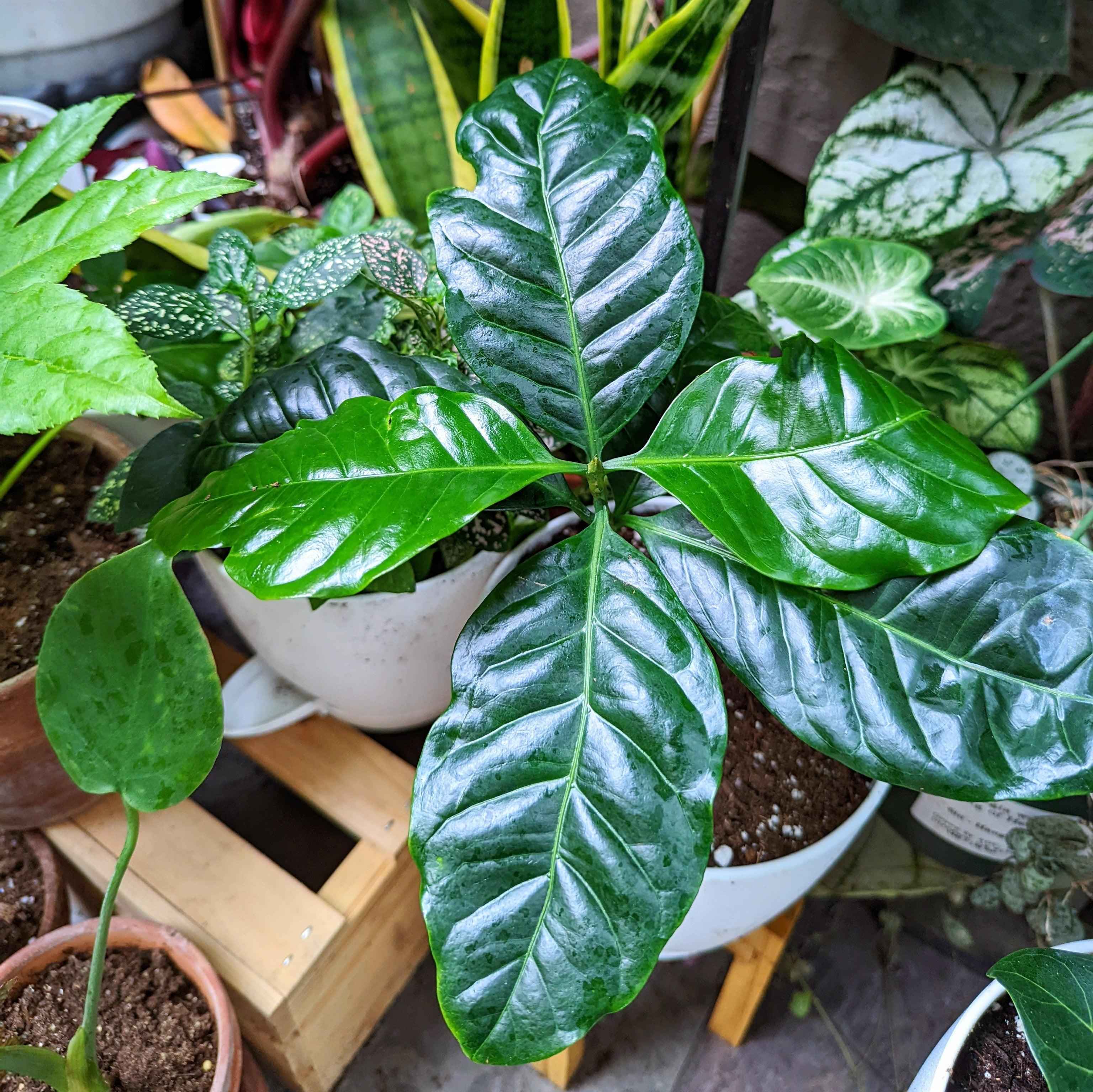 Coffea 'Coffee Plant' Seeds