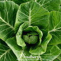Vates Collard Seeds – 200 Non-GMO, Heirloom, Open Pollinated, Frost & Disease Resistant, Dark Green Leaves, USDA Zone 3-12