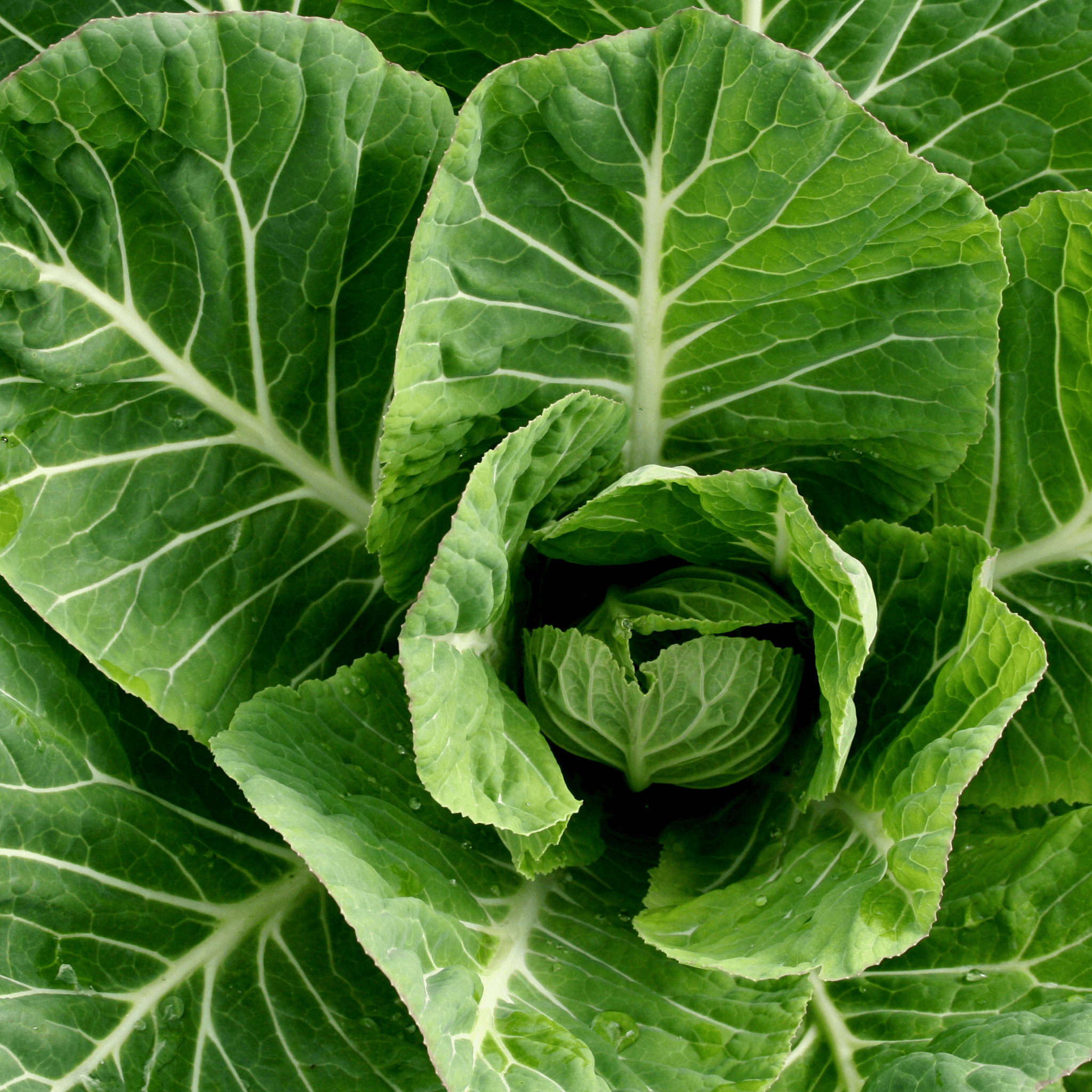Collard Greens Seeds