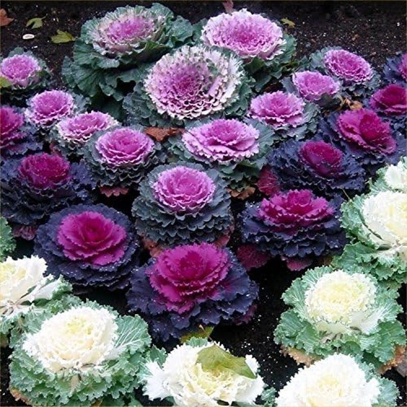 Colorful Japanese Ornamental Cabbage Osaka Mix Decorative - 50 Seeds - Flowering Kale Mix