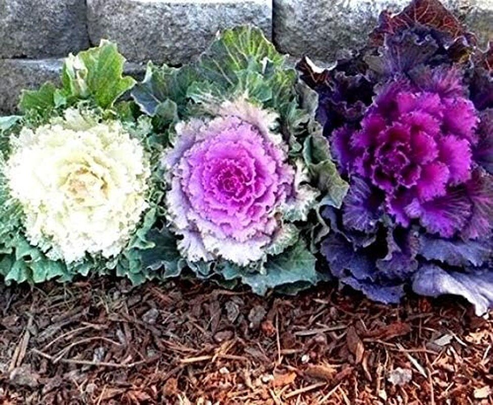 Colorful Japanese Ornamental Cabbage Osaka Mix Decorative - 50 Seeds - Flowering Kale Mix