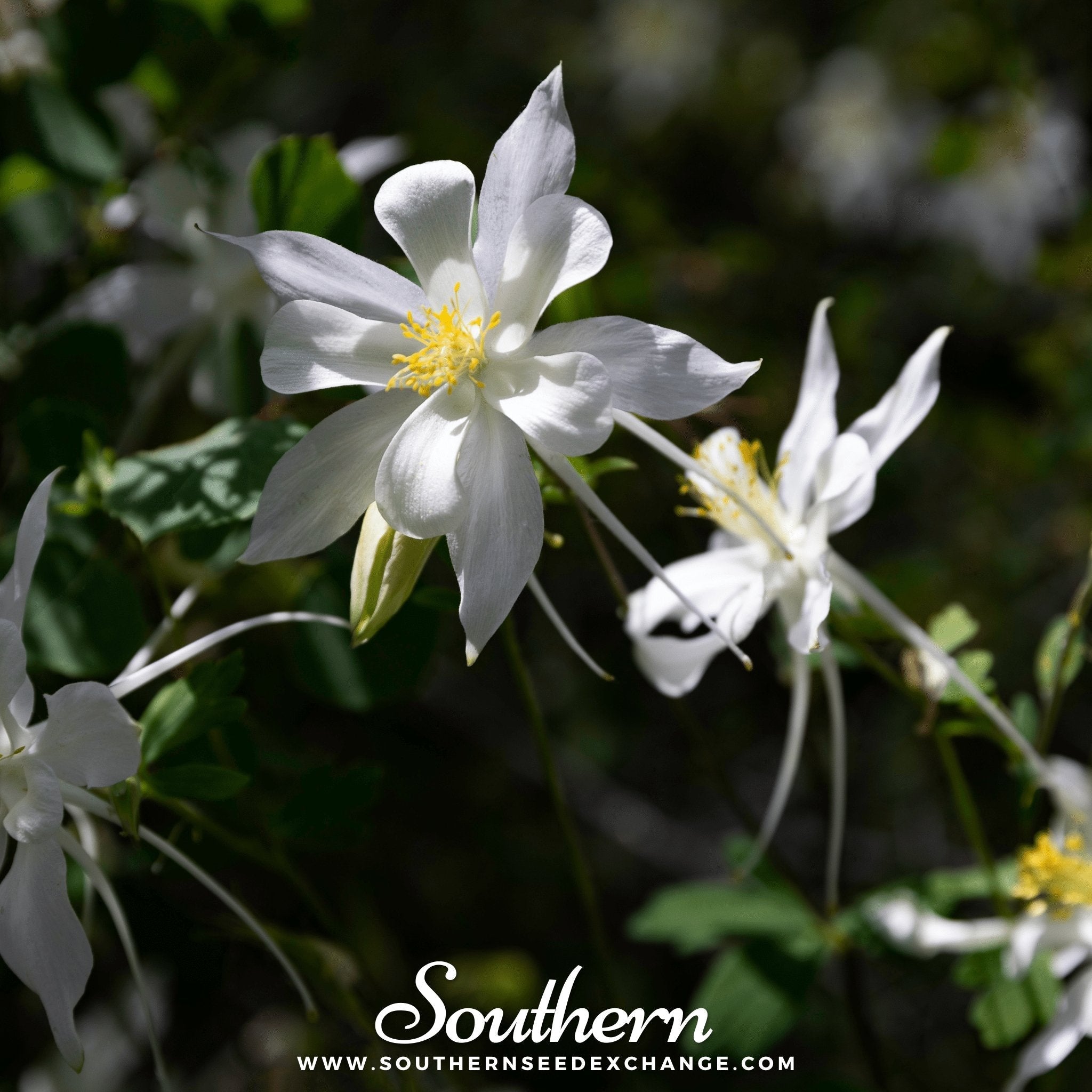 Crystal Star Columbine – 25 Seeds