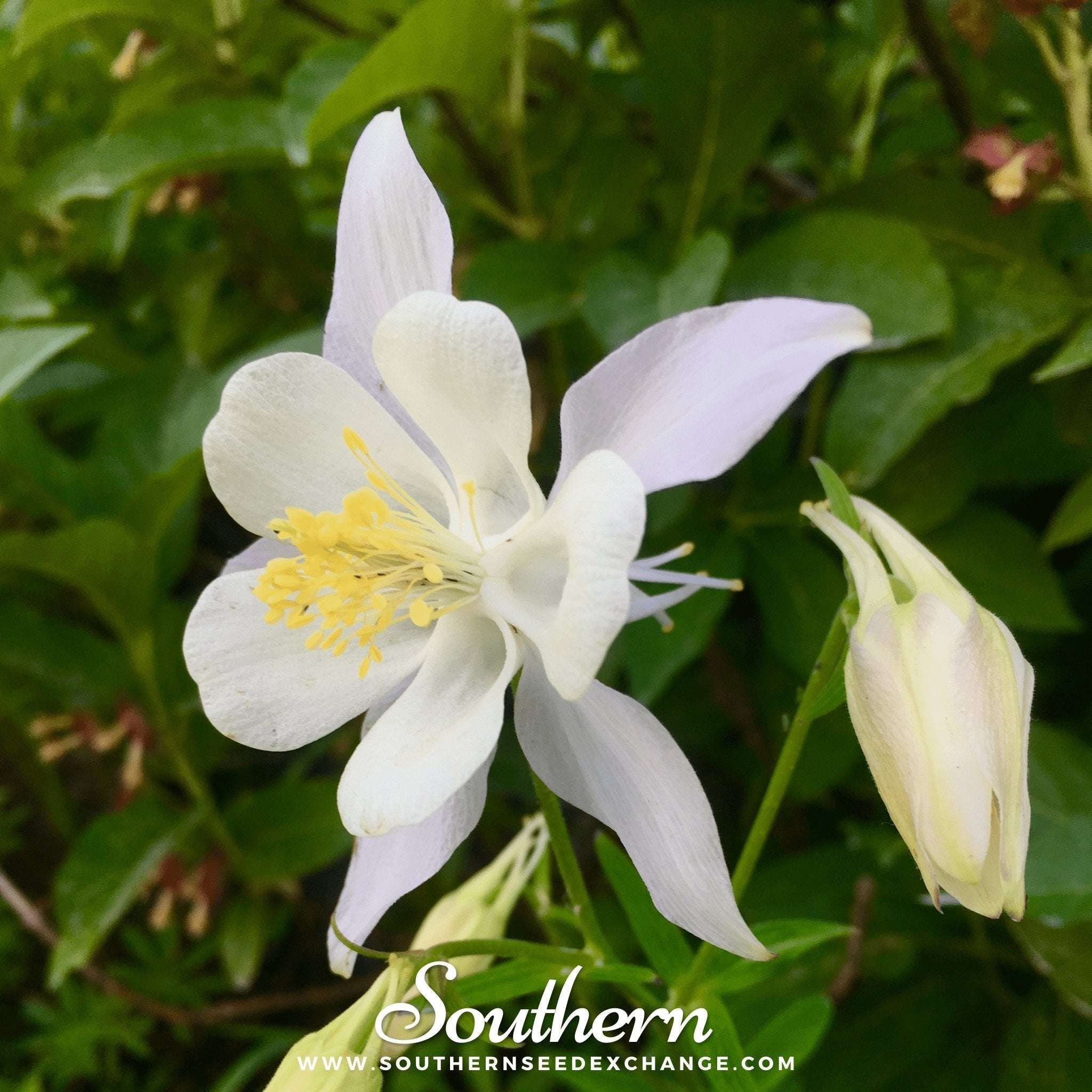 Crystal Star Columbine – 25 Seeds