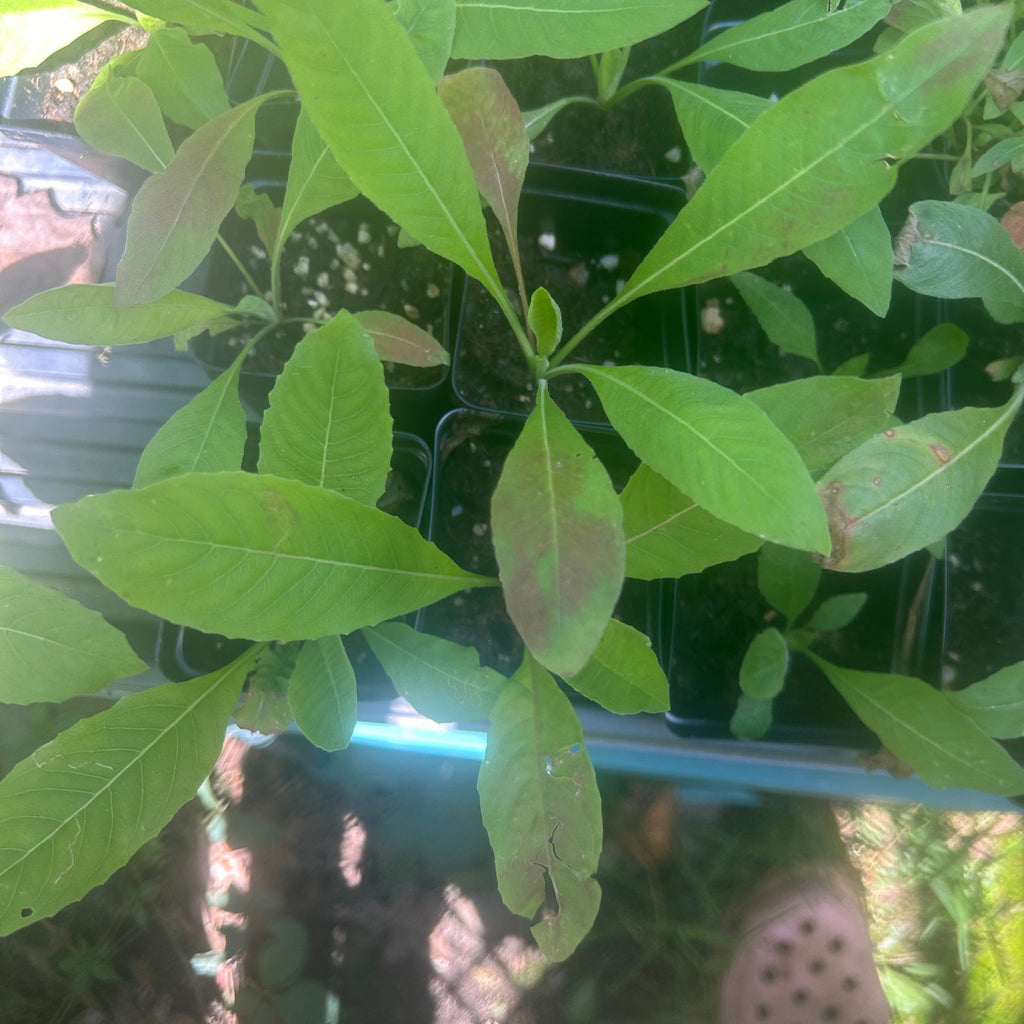 Common Evening Primrose Live Plant – Oenothera biennis – Native Pollinator Biennial, Zones 3–11