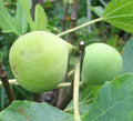Conadria Fig Cuttings Unrooted 6-8" Ficus carica Rare Heirloom Green Fig Propagation