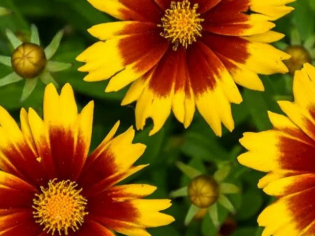 Coreopsis UpTick™ Gold & Bronze