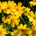 Lance Leaf Coreopsis Seeds - Bright Yellow Wildflower for Native Gardens, Drought-Tolerant Perennial, Bee & Butterfly Attractant