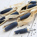 Hopi Blue Corn Seeds – Heirloom Native American Flour Corn for Grinding & Cooking, 30 Seeds Zea mays