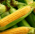 Kandy Korn Sweet Corn Seeds – Hybrid Non-GMO, Large 8-9 Inch Ears, Juicy Golden Kernels, High-Yield, Annual Zea mays