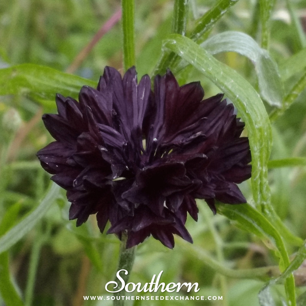 Black Cornflower – 50 Seeds