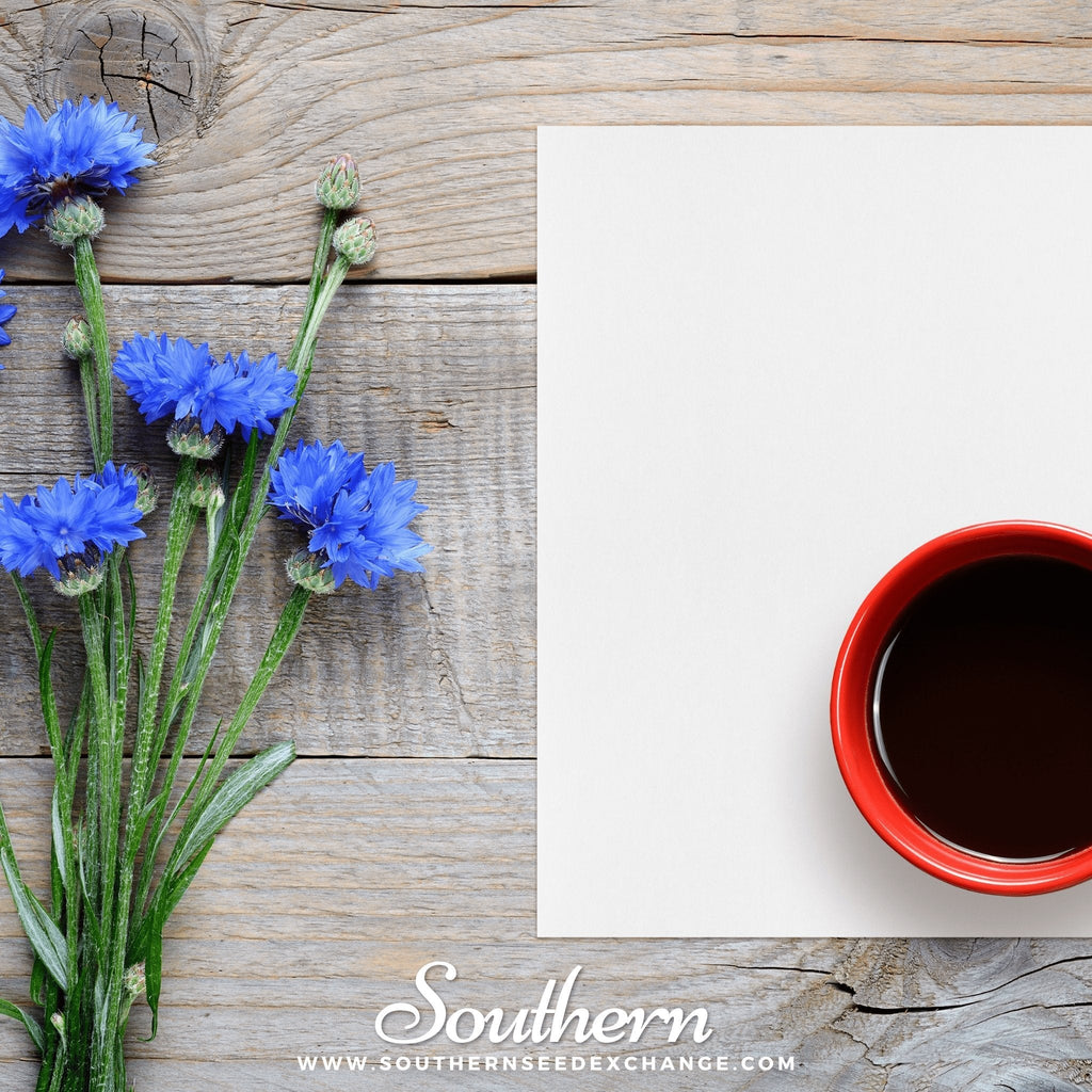 Tall Blue Cornflower – 100 Seeds