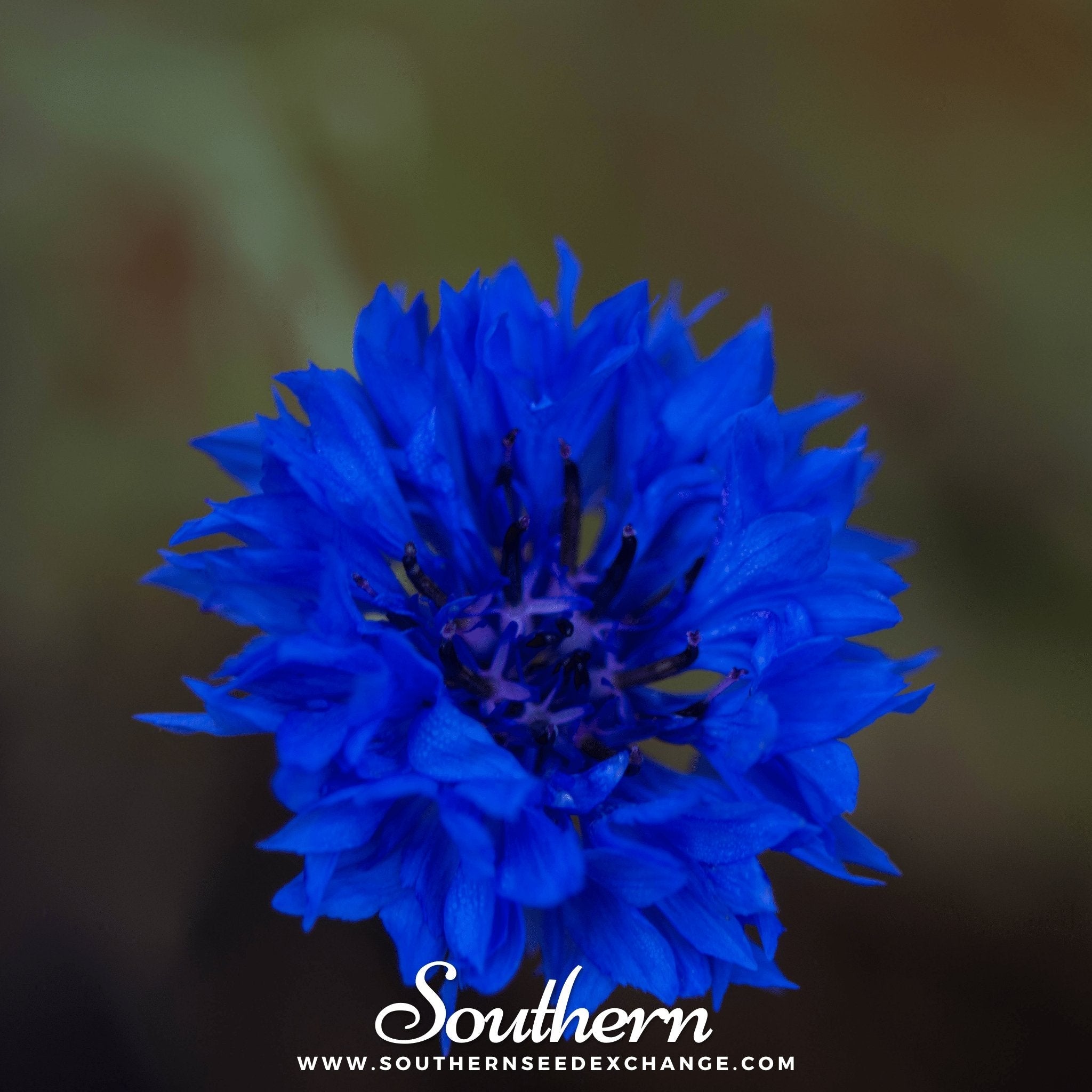 Tall Blue Cornflower – 100 Seeds