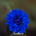 Tall Blue Cornflower Seeds | Heirloom Centaurea cyanus | Long-Lasting Blue Flowers for Cutting Gardens