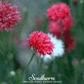 Tall Red Cornflower Seeds | Frilly True-Red Bachelor’s Button | Heirloom, Annual, Pollinator-Friendly, Centaurea cyanus