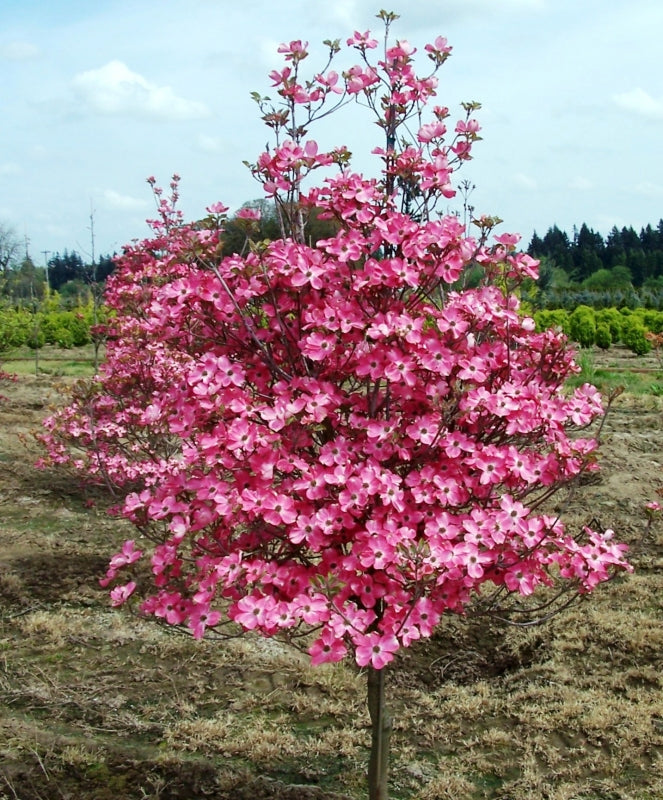 Flowering Dogwood Tree 'Cherokee Brave Dogwood'