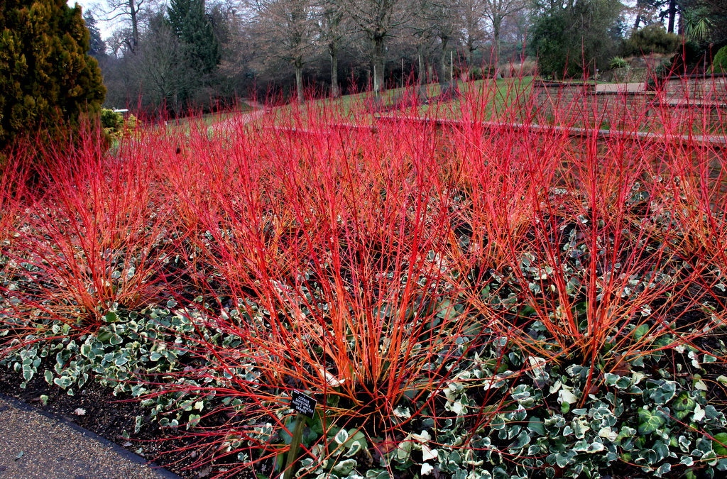 Cornus Sanguinea 20/250/1000 Seeds, Dogwood Midwinter Fire, Hardy Winter Flame Shrub