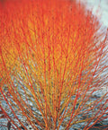 Cornus Sanguinea 20/250/1000 Seeds, Dogwood Midwinter Fire, Hardy Winter Flame Shrub