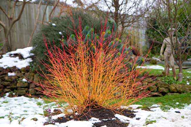 Cornus Sanguinea 20/250/1000 Seeds, Dogwood Midwinter Fire, Hardy Winter Flame Shrub