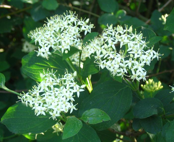 Cornus Sanguinea 20/250/1000 Seeds, Dogwood Midwinter Fire, Hardy Winter Flame Shrub