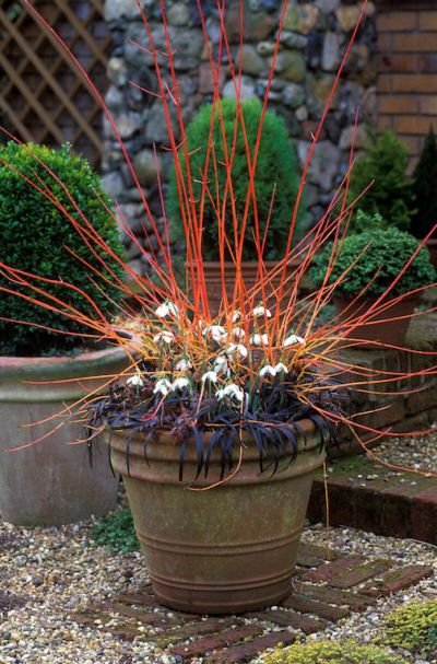Cornus Sanguinea 20/250/1000 Seeds, Dogwood Midwinter Fire, Hardy Winter Flame Shrub