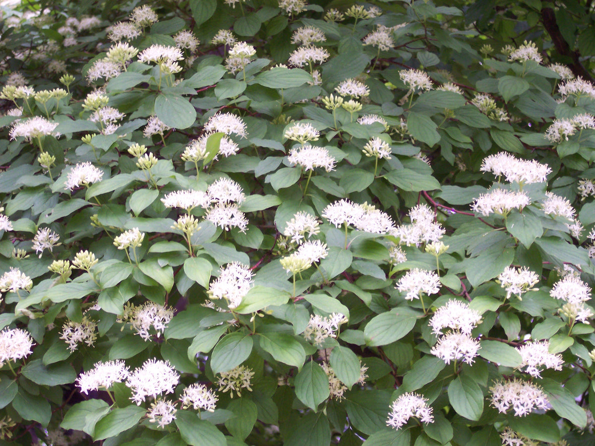 Cornus Sanguinea 20/250/1000 Seeds, Dogwood Midwinter Fire, Hardy Winter Flame Shrub