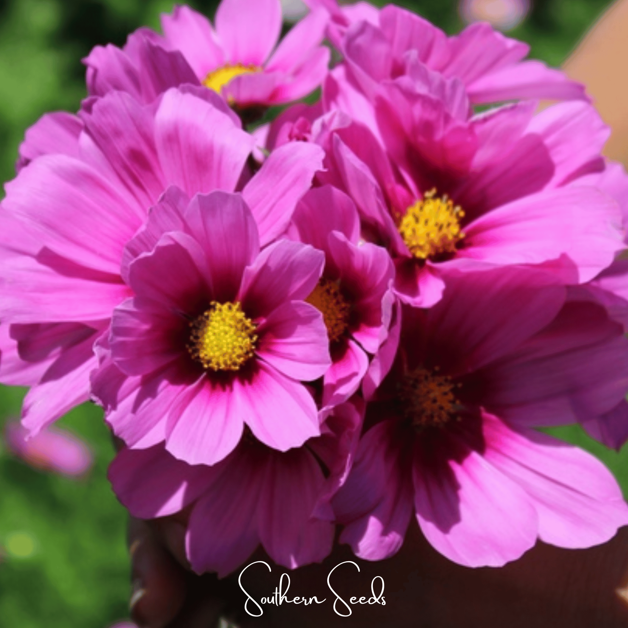 Radiance Cosmos – 100 Seeds