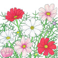 Cosmos, Sensation Mix (1/4 lb)