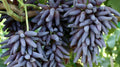 Cotton Candy - Heirloom Rare Deep Black Purple Finger Grape Seeds - Vitus Vinifera - Sweet Fruit