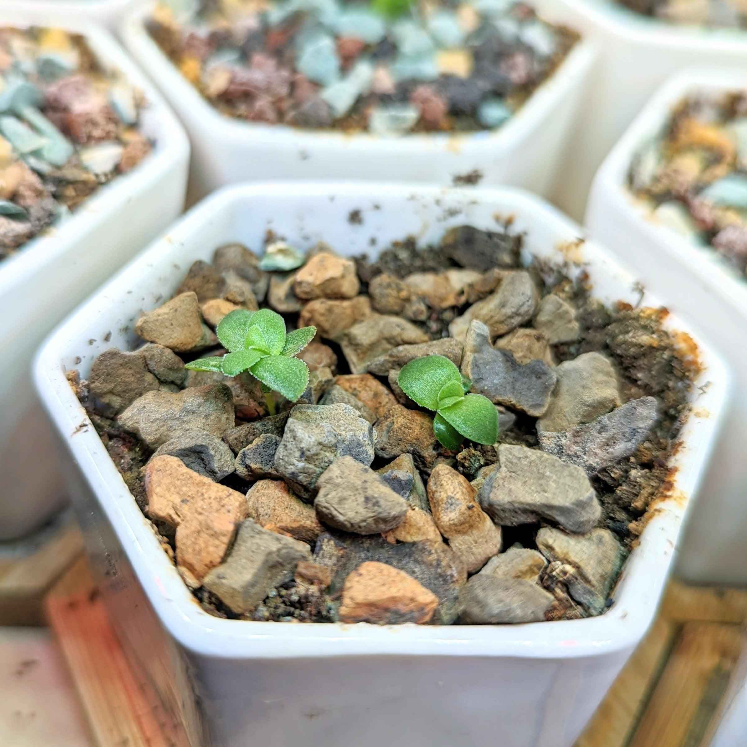 Crassula Mix Seeds