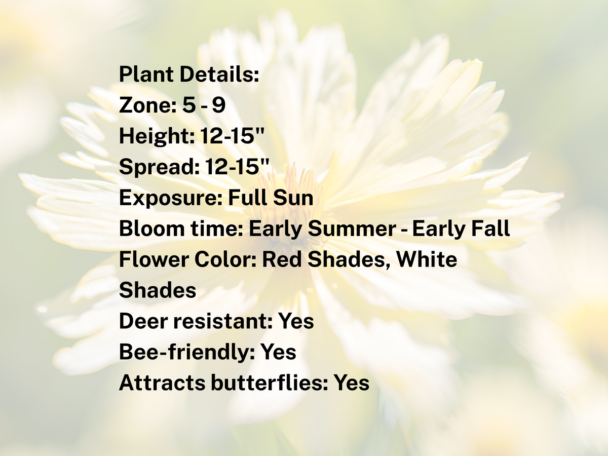 Coreopsis UpTick™ Cream & Red
