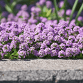 Creeping Thyme Seeds – 250 Non-GMO Heirloom Groundcover for Pathways, Lawn Alternative, Purple Flowers, Thymus serpyllum