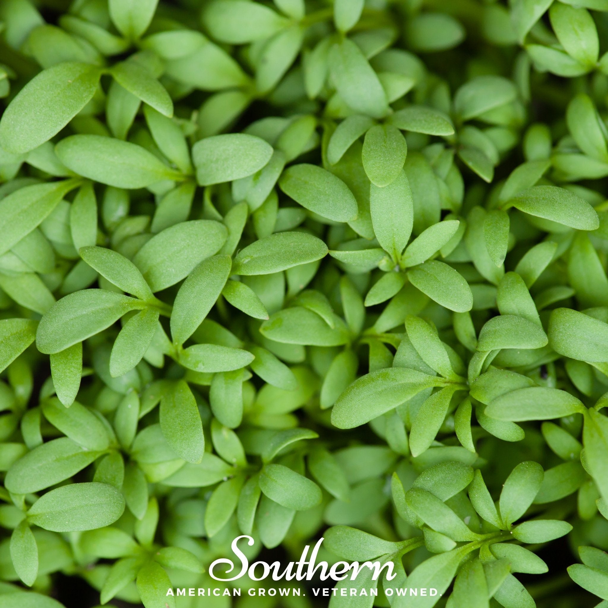 Pepper Cress – 500 Seeds