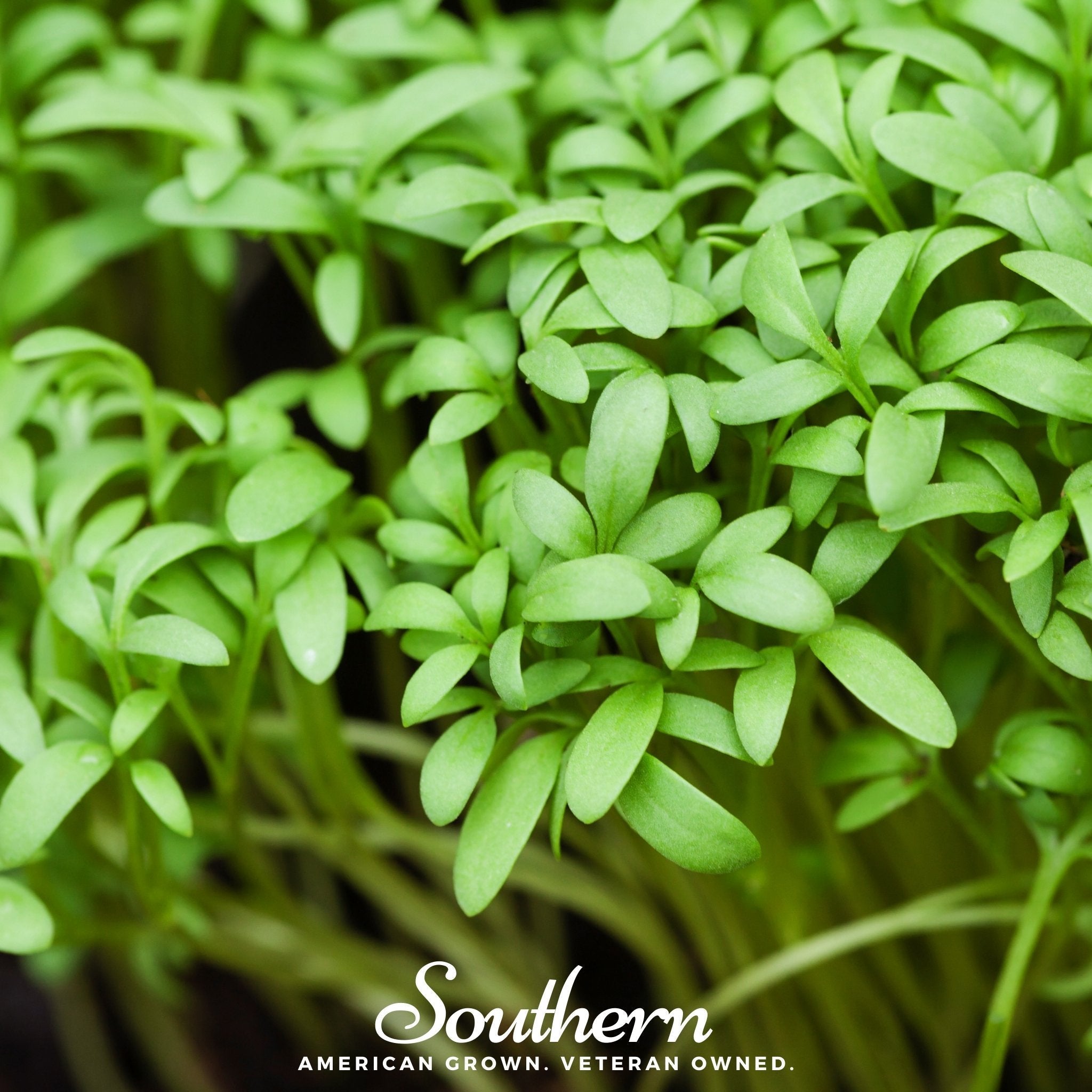 Pepper Cress – 500 Seeds