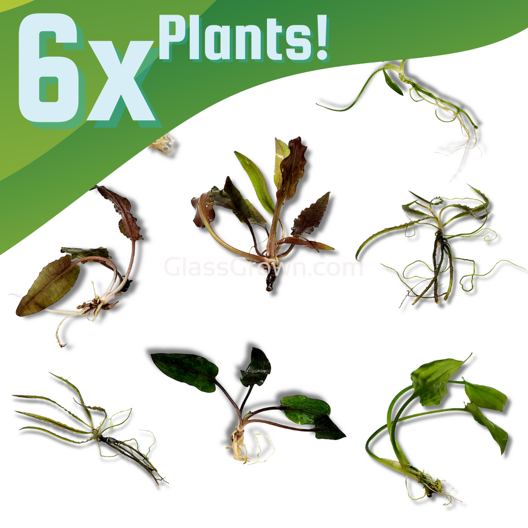 Grower's Choice Cryptocoryne (6 Plants)