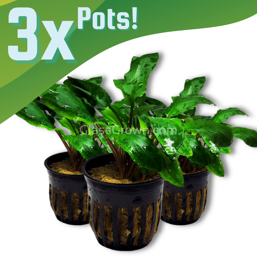 Cryptocoryne Wendtii