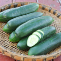 Poinsett 76 Cucumber