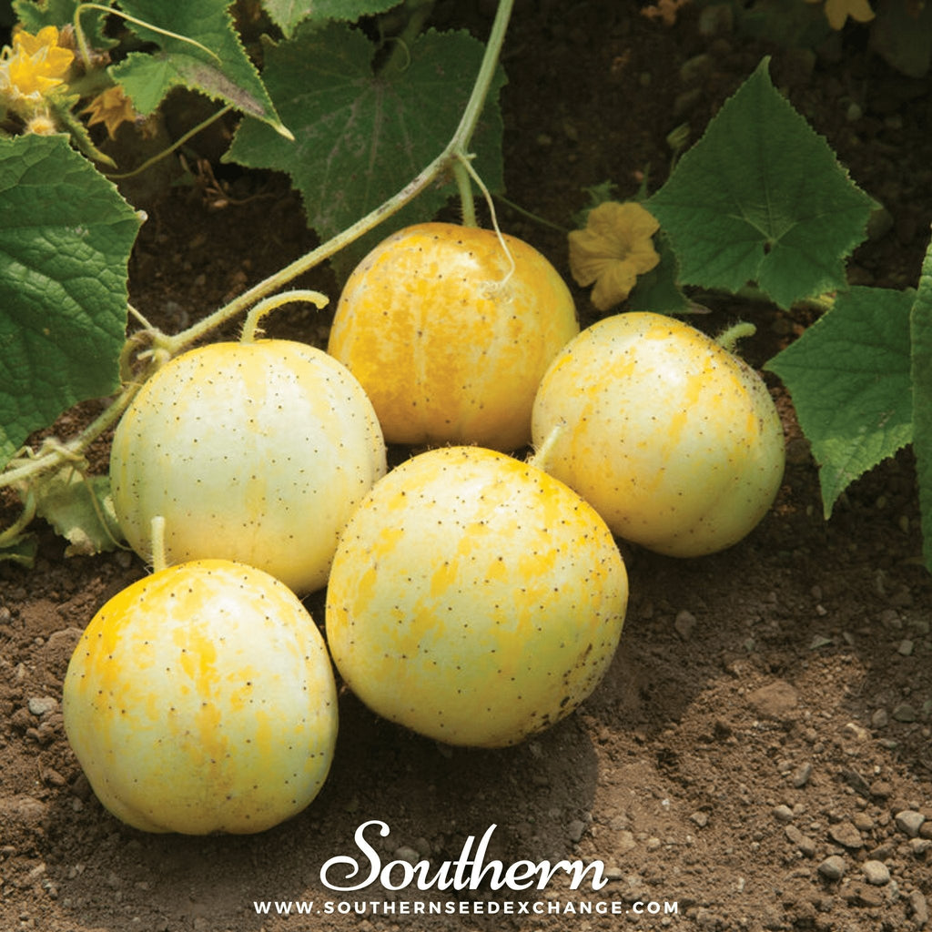 Lemon Cucumber – 30 Seeds