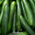 Straight Eight Cucumber Seeds – Heirloom, Non-GMO, 8-Inch Slicing Cucumbers, American Grown, Open Pollinated