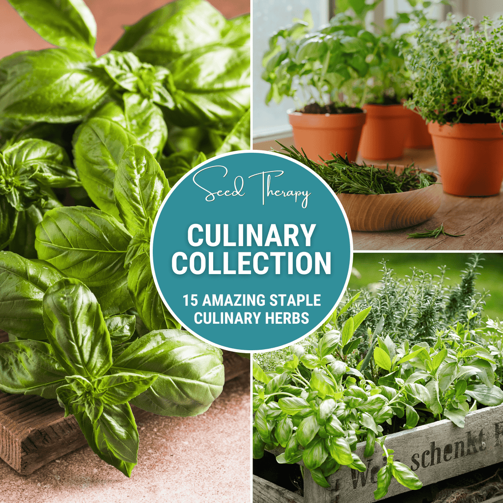 Culinary Herb Seed Collection – 15 Varieties