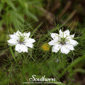 Black Cumin Seeds – 50 Heirloom Nigella sativa for Growing, Culinary & Medicinal Use, Open Pollinated, Non-GMO