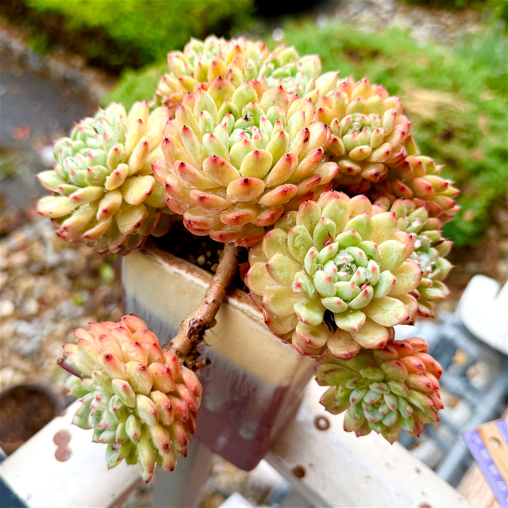 Echeveria 'Hani' 7"-7.5" Collector Succulent - One-of-a-Kind - Exact Plant Shown Rare Live Plant
